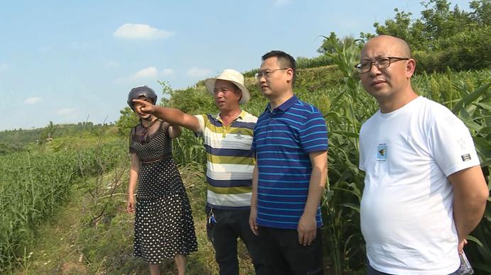 红了！红了！这些天的南充市嘉陵区龙蟠镇真的是“红遍天”了