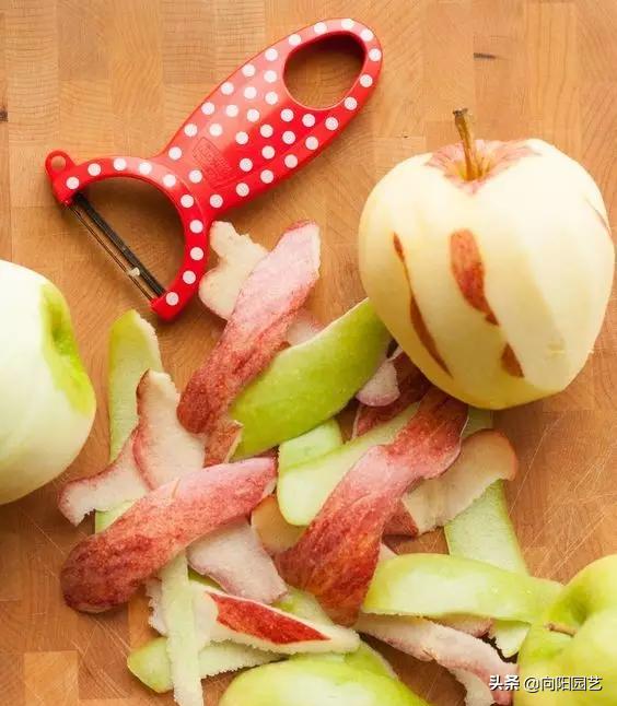 绿萝不会换盆怪不得长得小又黄叶,绿萝这么养不烂根不黄叶爆长新叶