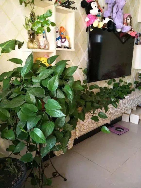 绿萝养得好的秘密,绿萝长得太长会有什么不吉利吗