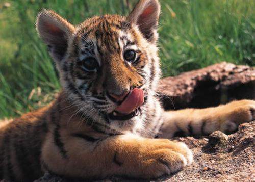 推荐五本笑点十足反套路沙雕小说,5本极度沙雕的反套路小说