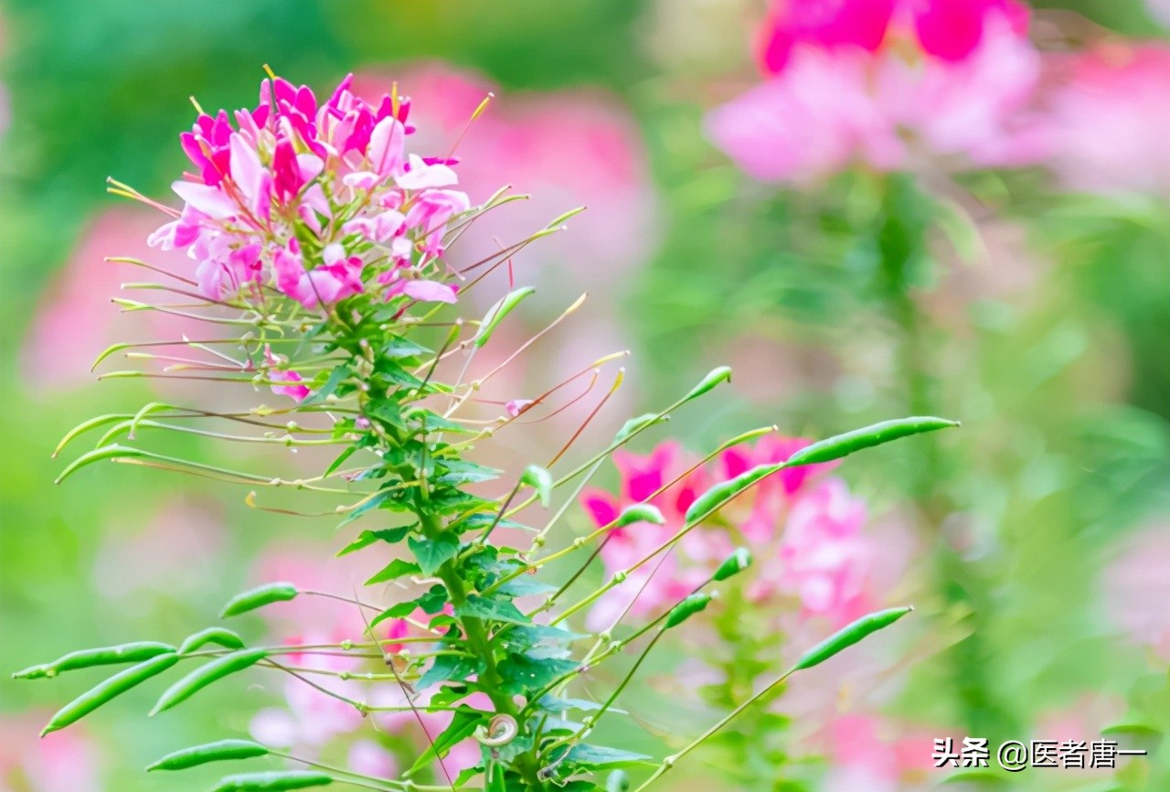 支气管哮喘规范治疗要多久出效果,支气管哮喘治疗分级