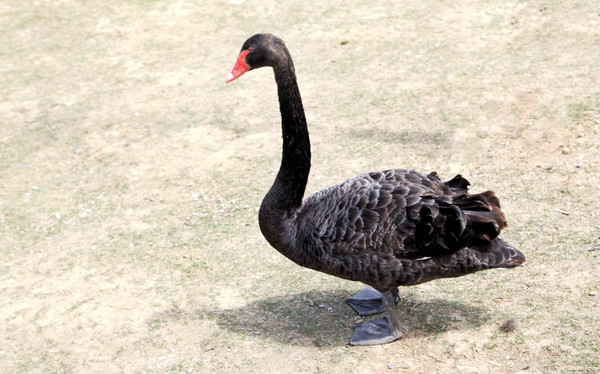 春游江淮请你来滁州版,春游江淮等您来