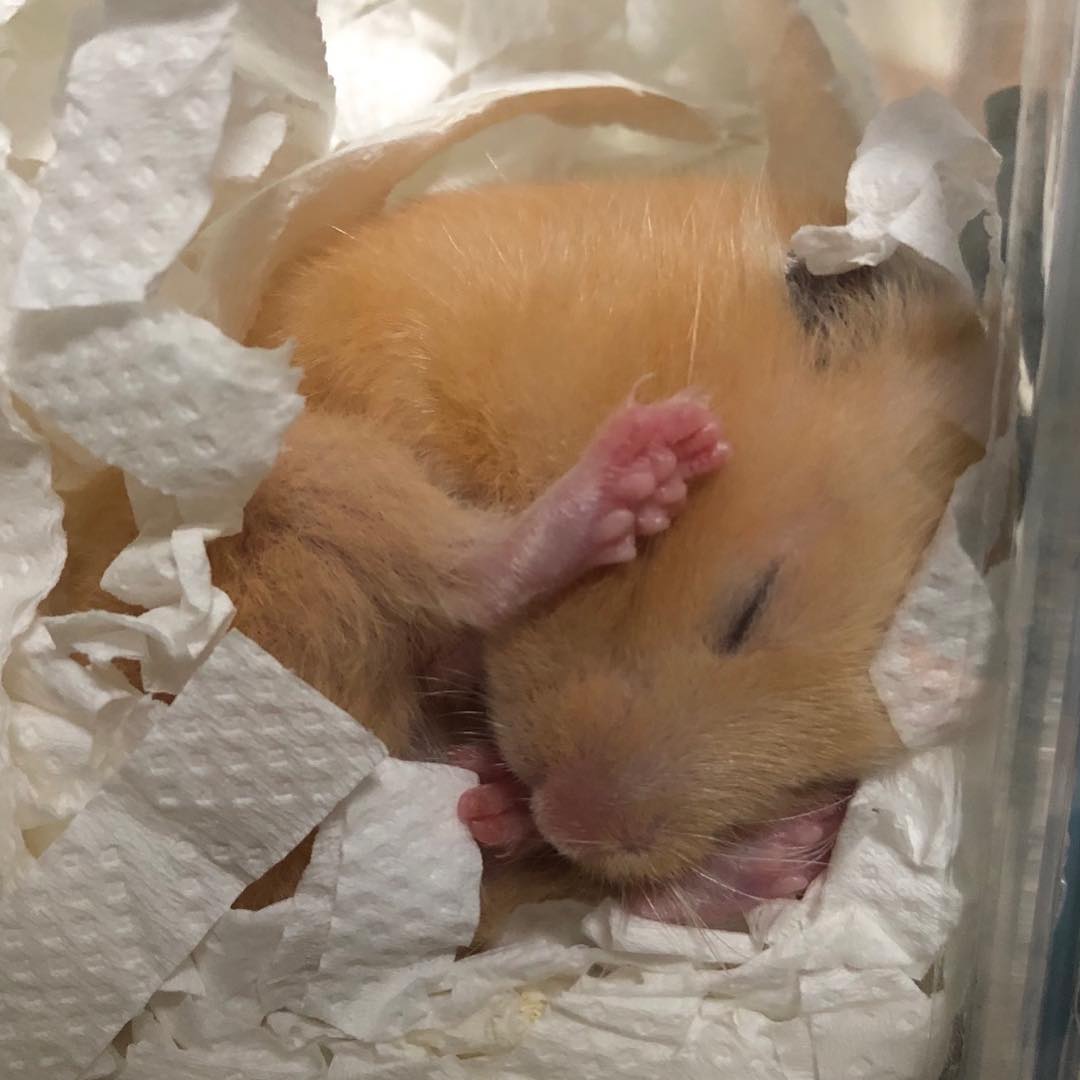 仓鼠怎么养才能防止冬眠,仓鼠怎么养才不会冬眠