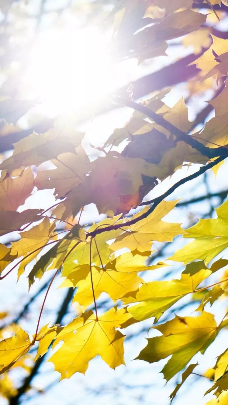 很黄很黄的壁纸，简直亮瞎我的眼！