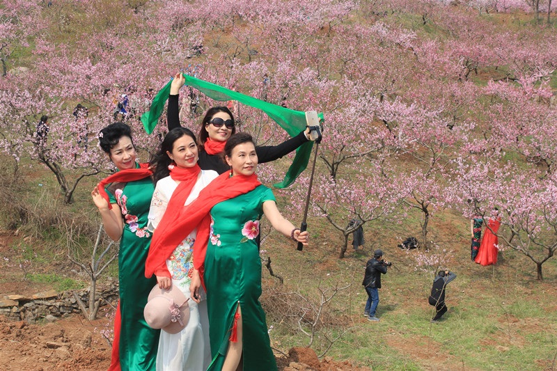 枣庄峄城仙人洞桃花节,峄城仙人洞桃花节直播