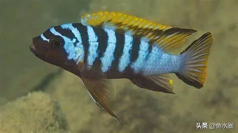 新手入坑教程原神,新手入坑有什么注意事项