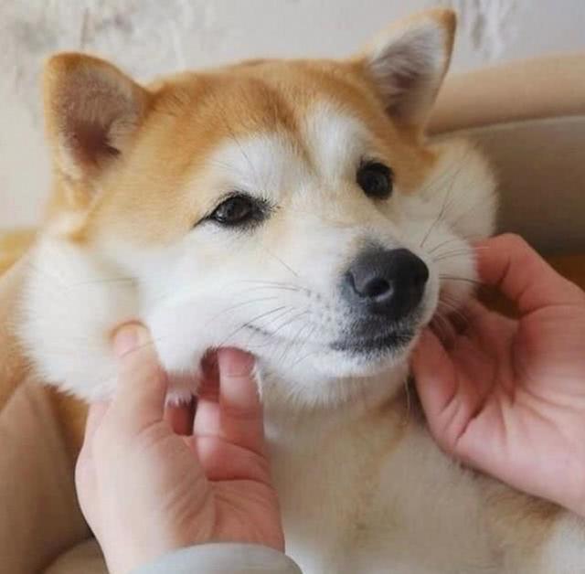 柴犬讨厌葵瓜子,柴犬讨厌主人的表现