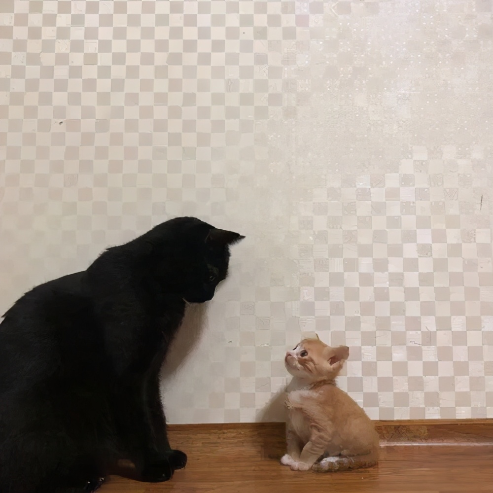 猫真的会把你当妈妈,猫把你当成妈妈是啥样子的