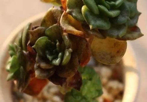 多肉煤烟病可以用酒精擦吗,多肉煤烟病怎么治