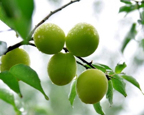 茶叶基地种植技术,6亩茶叶种植技术