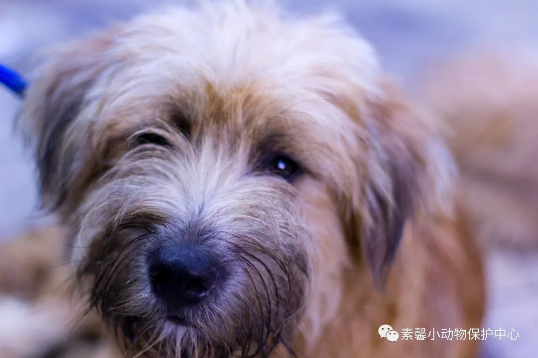 领养代替购买|2021年6月份福州线上宠物领养活动