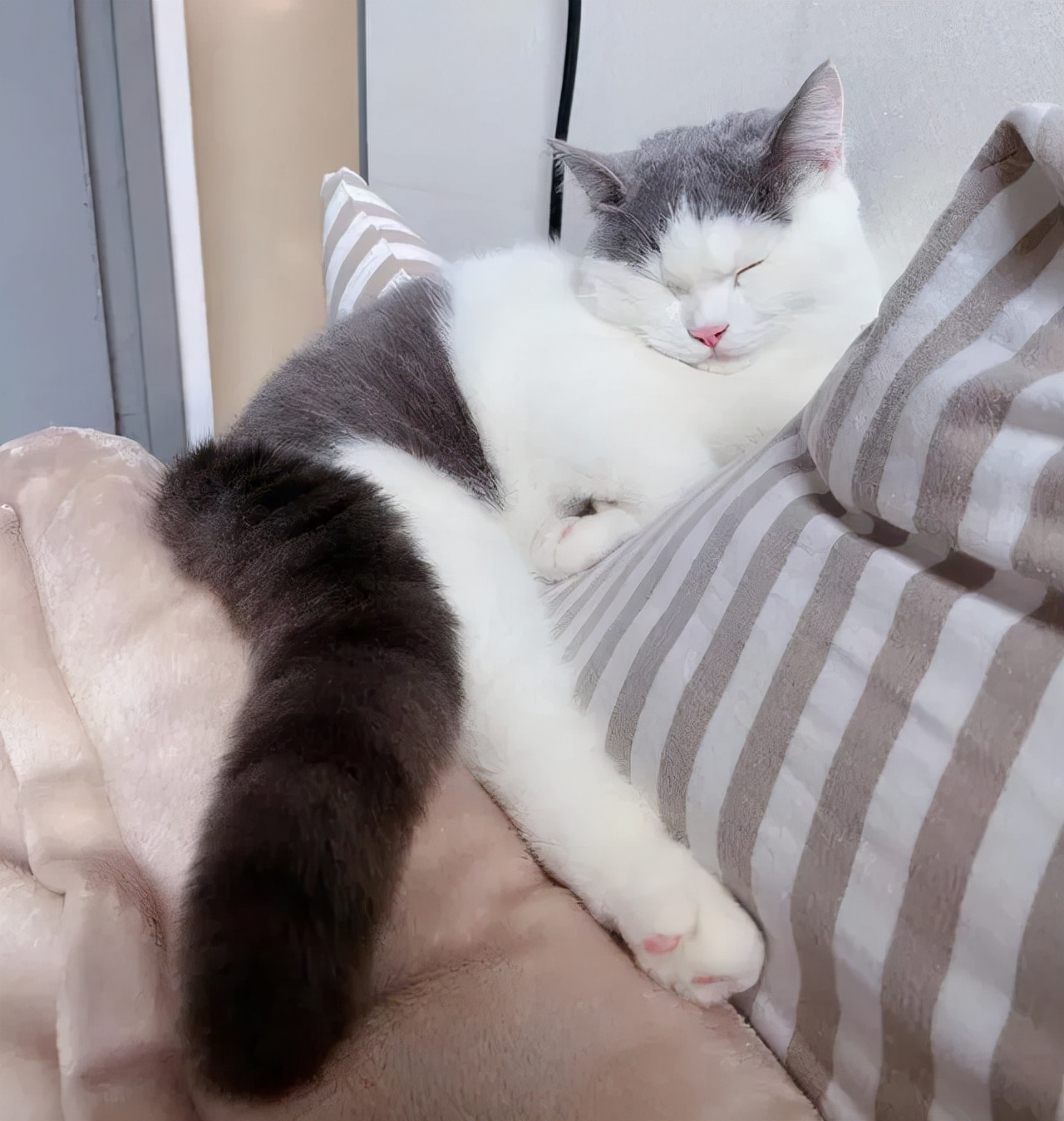 猫的终极凡尔赛：你的屏幕放不下我的腿