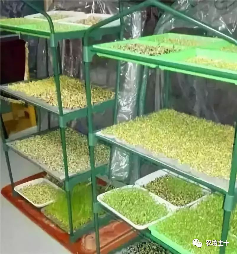 纸上种菜怎么赚钱,纸上种菜手把手教你