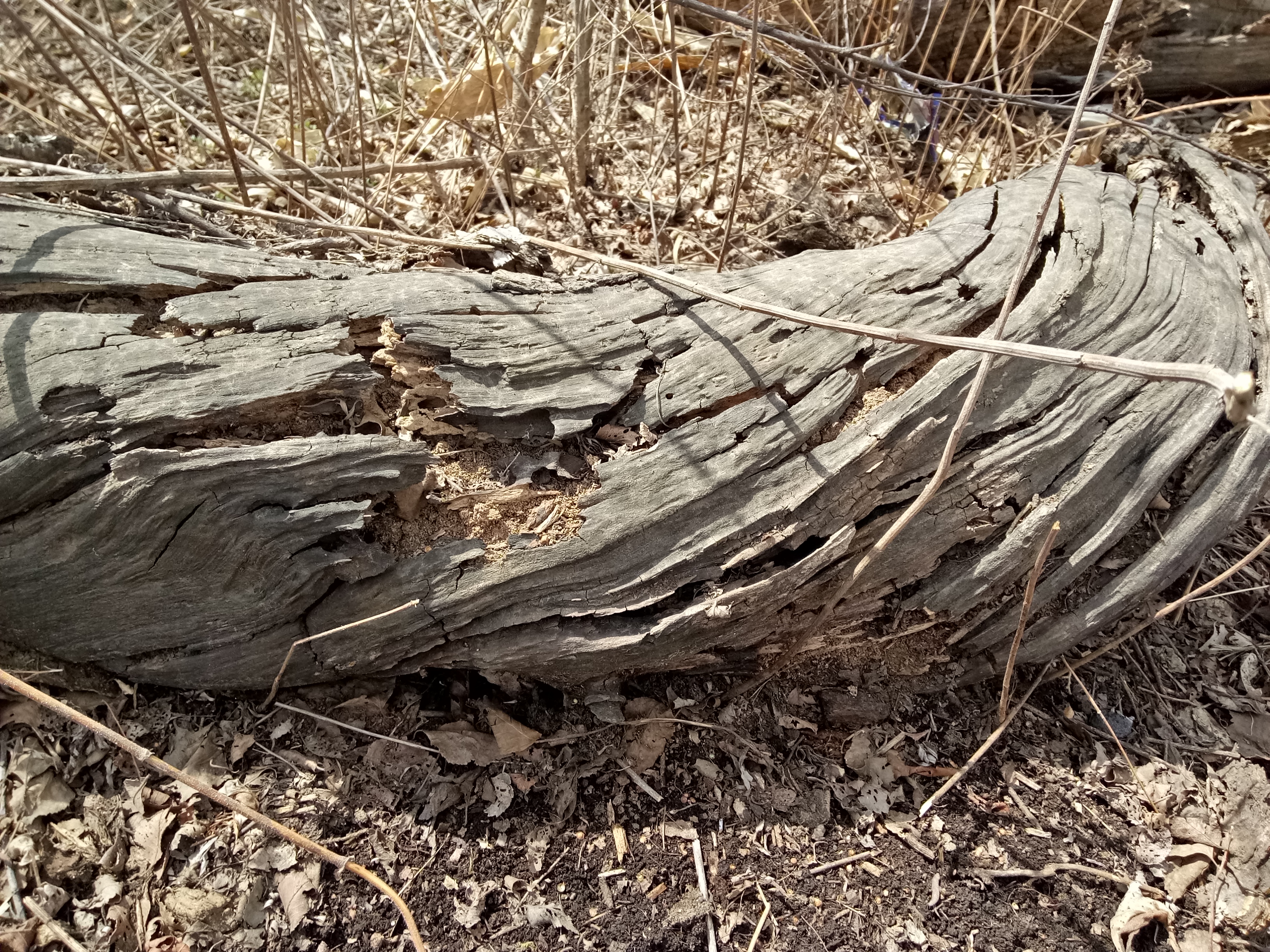 桦树历史痕迹,白桦树以前的故事