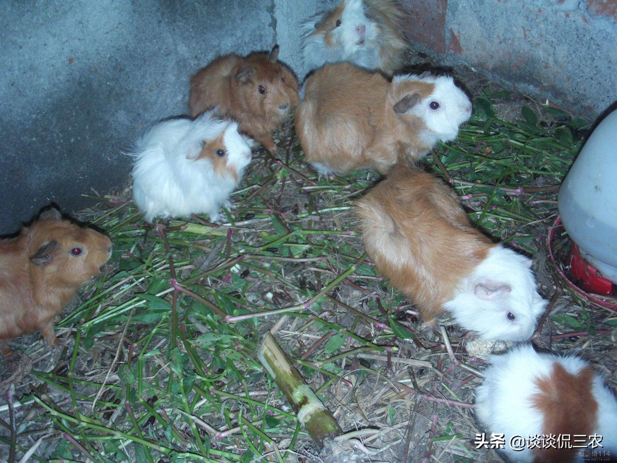 一个月繁殖一次的宠物,一个月生一窝的兔子