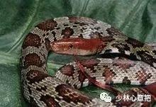 中药图片大全名称,中药图片大全带药名高清