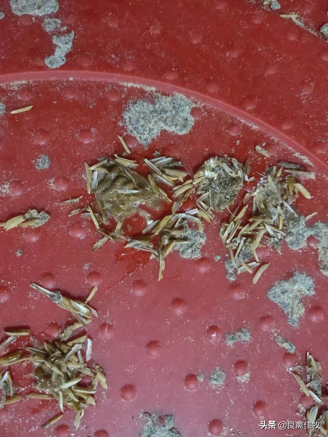 西咪替丁能治鸡腺肌胃炎吗,鸡腺肌胃炎用小苏打治疗用几天