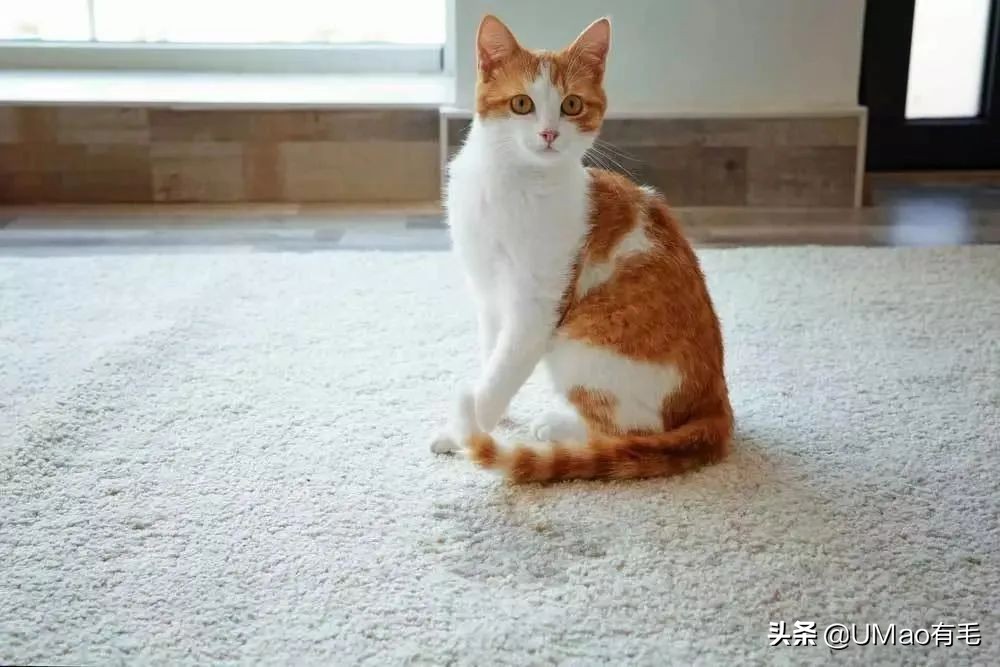 为什么养猫和想象中的不一样,为什么养猫比对自己的父母还好呢