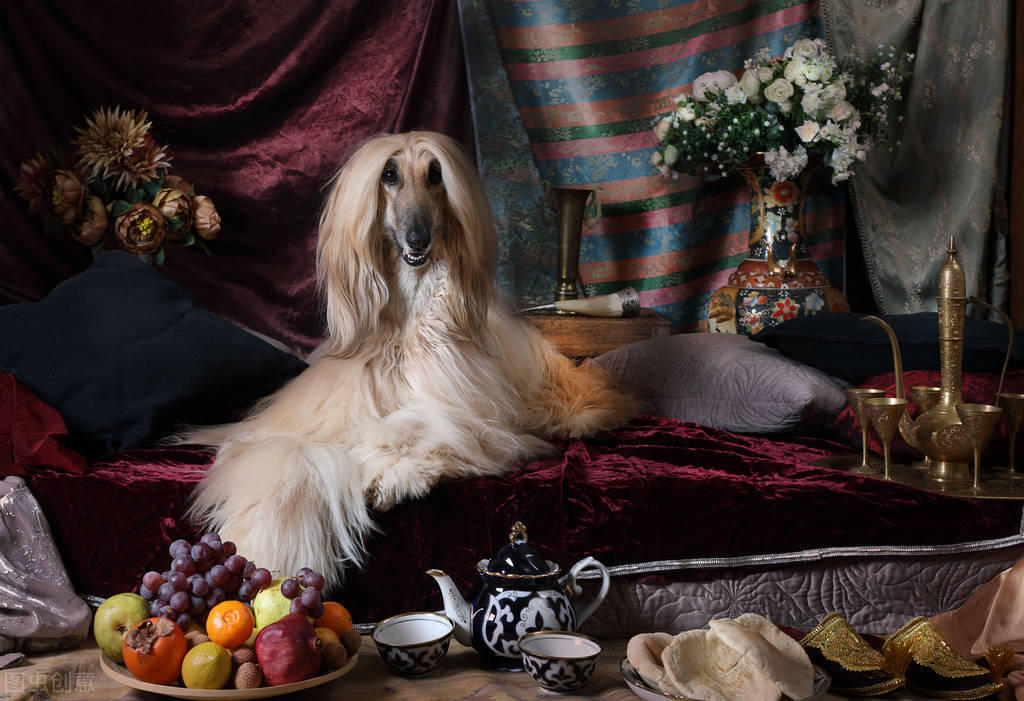 东方美犬,东方美狗狗