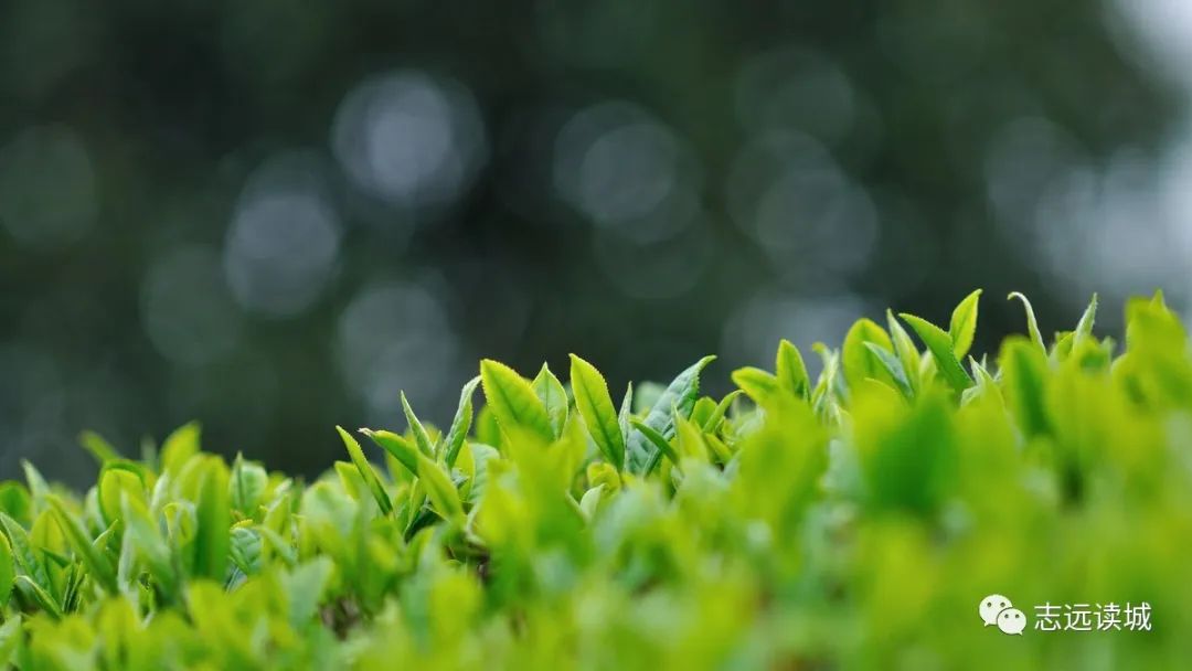 “活下去最有说服力”，茶企复工的湖北样本调查