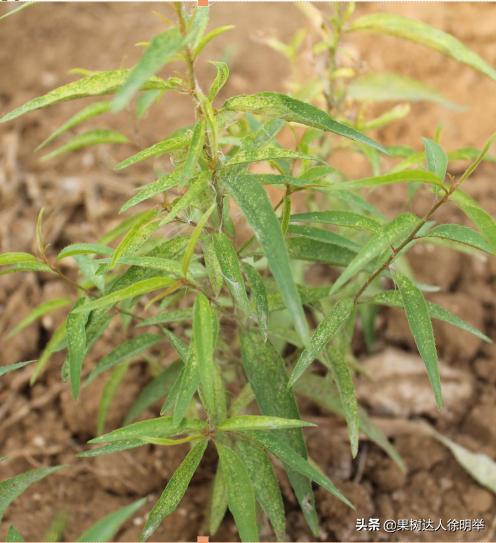 果树红蜘蛛为何会在雨季消失,果树红蜘蛛防治方法大全