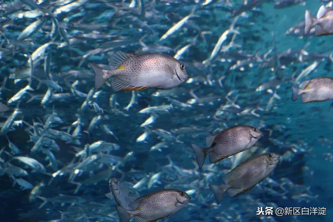 白洋淀纪事真实故事,真实的白洋淀传说