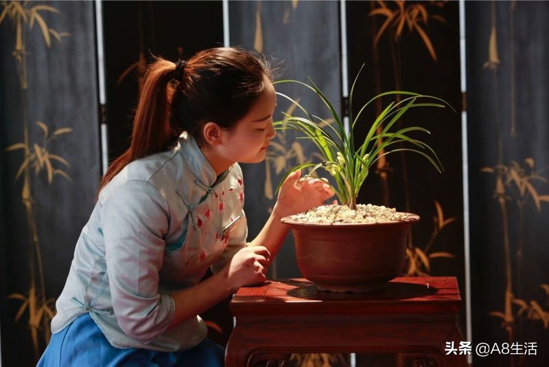 老上海兰花怎么挑选,每日一品中国兰花春兰