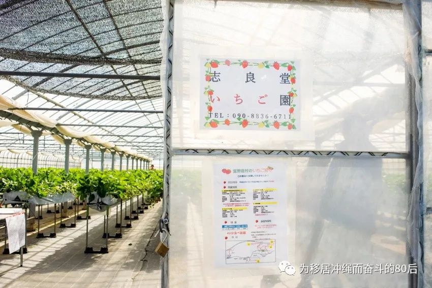 12月份冲绳攻略,想定居日本冲绳怎么样