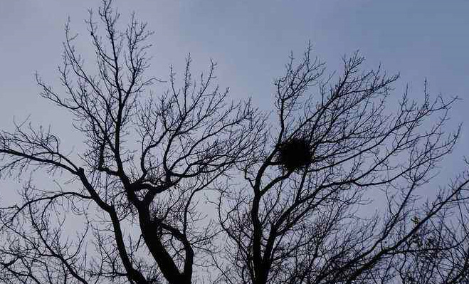 怎么让鸟来筑巢,鸟是怎么筑巢的视频