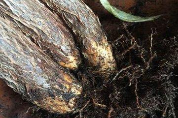 想让发财树长高怎么办,发财树怎么浇水才能活得更长