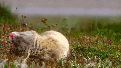 狼的配偶,狼的配偶只有一个