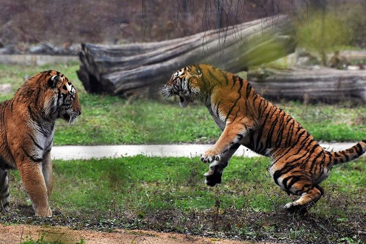 长春动物园新址在哪个位置,长春野生动物园二期储备地