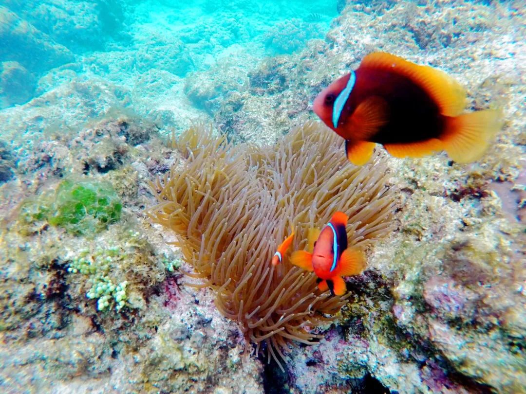 中国最美海滩海陵岛,中国十大海岛海陵岛