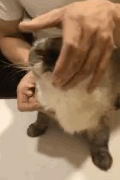 驱虫药需要全身滴吗,为什么驱虫药可以有效驱虫3个月