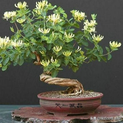 什么树桩盆景好养又好看,最好养的树桩盆景有哪些图片