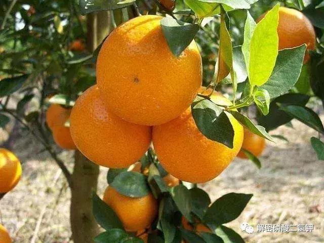 叶面肥磷酸二氢钾如何使用 (叶面肥磷酸二氢钾使用方法用量)