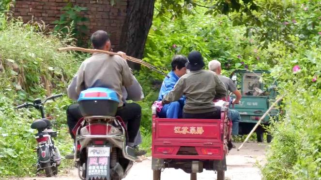 邯郸白露,涉县白露打核桃视频