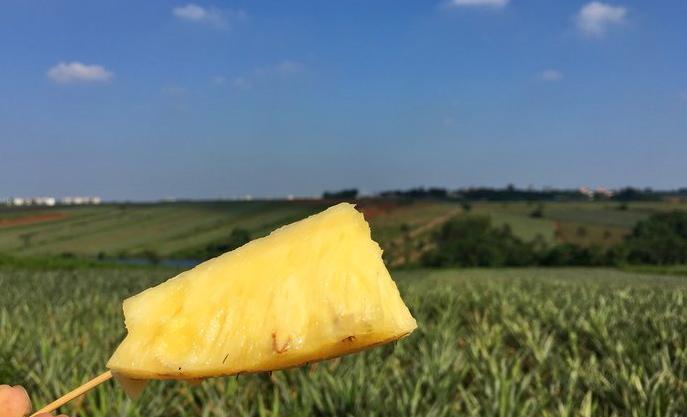 神湾菠萝和徐闻菠萝哪个好吃,广东湛江徐闻菠萝和别的菠萝区别