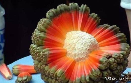 世界上最像恶魔果实的水果,盘点有价值的水果堪比恶魔果实