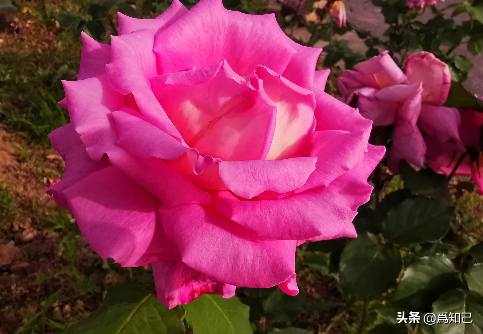 湖边矮花海怎么拍照好看,草原花海拍照怎么拍出高级感