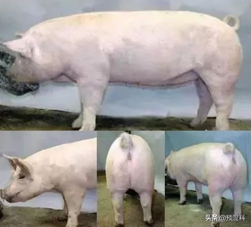 养猪实用技术——高产母猪的身体特征(图解)