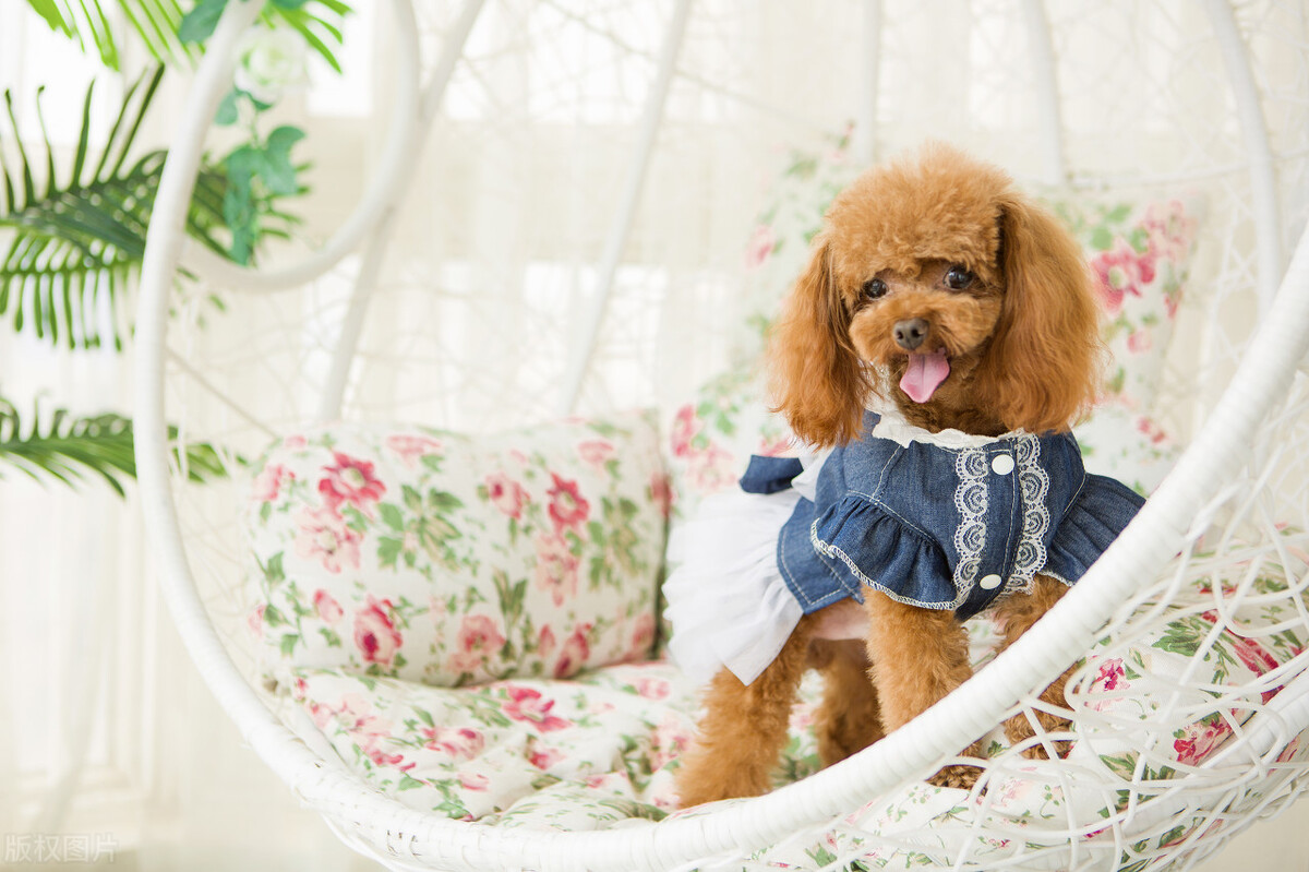 泰迪犬生产后口臭怎么回事,泰迪犬口臭怎么解决