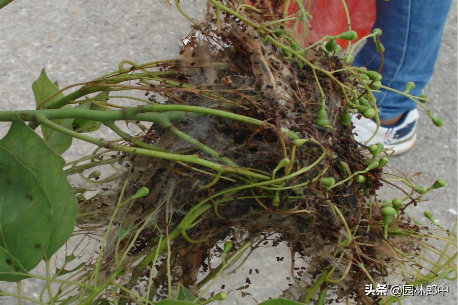 樟巢螟的消灭方法,香樟樟巢螟