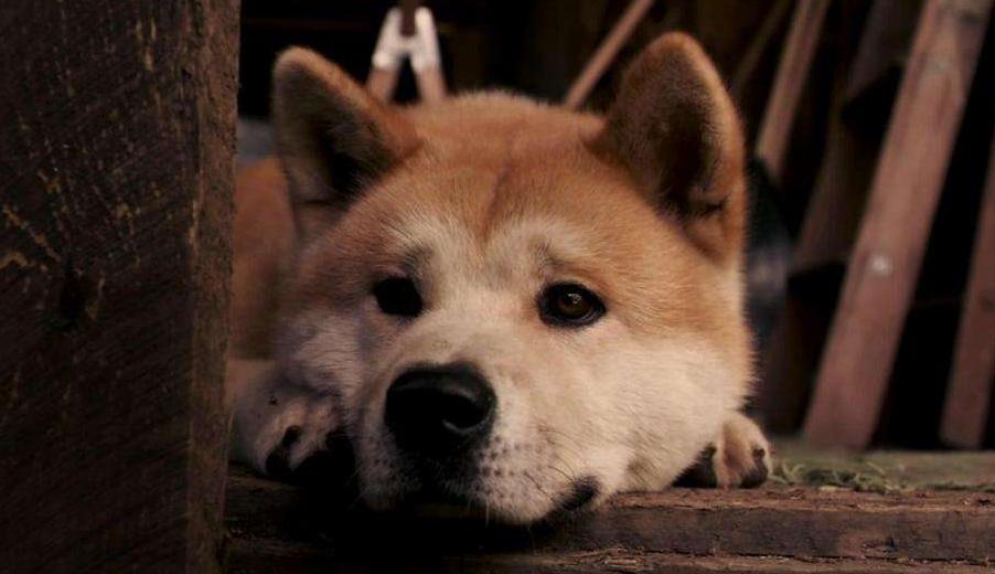 这6种狗已经被公布禁养,最不能养的十种狗白送你都不要