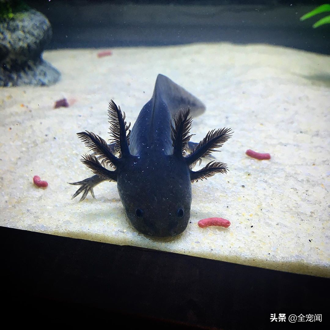 六角恐龙鱼和美西螈有区别吗,水族观赏六角恐龙
