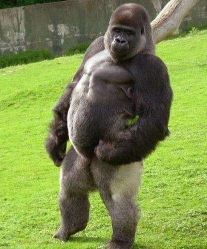 超能力银背大猩猩视频,银背大猩猩10招之内打败狮子老虎