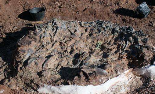 山东诸城发现20多个龟类足迹化石,为啥只有诸城临朐有恐龙化石