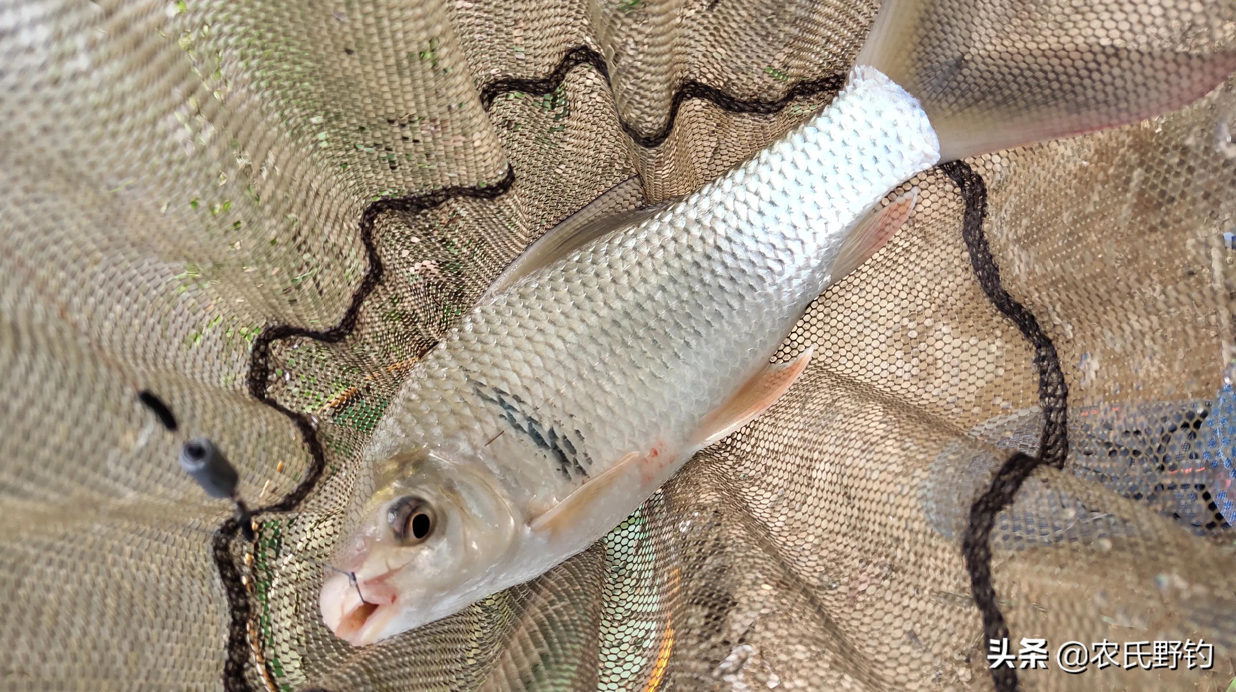 钓鲮鱼用什么钓法效果好,钓鲮鱼如何调钓