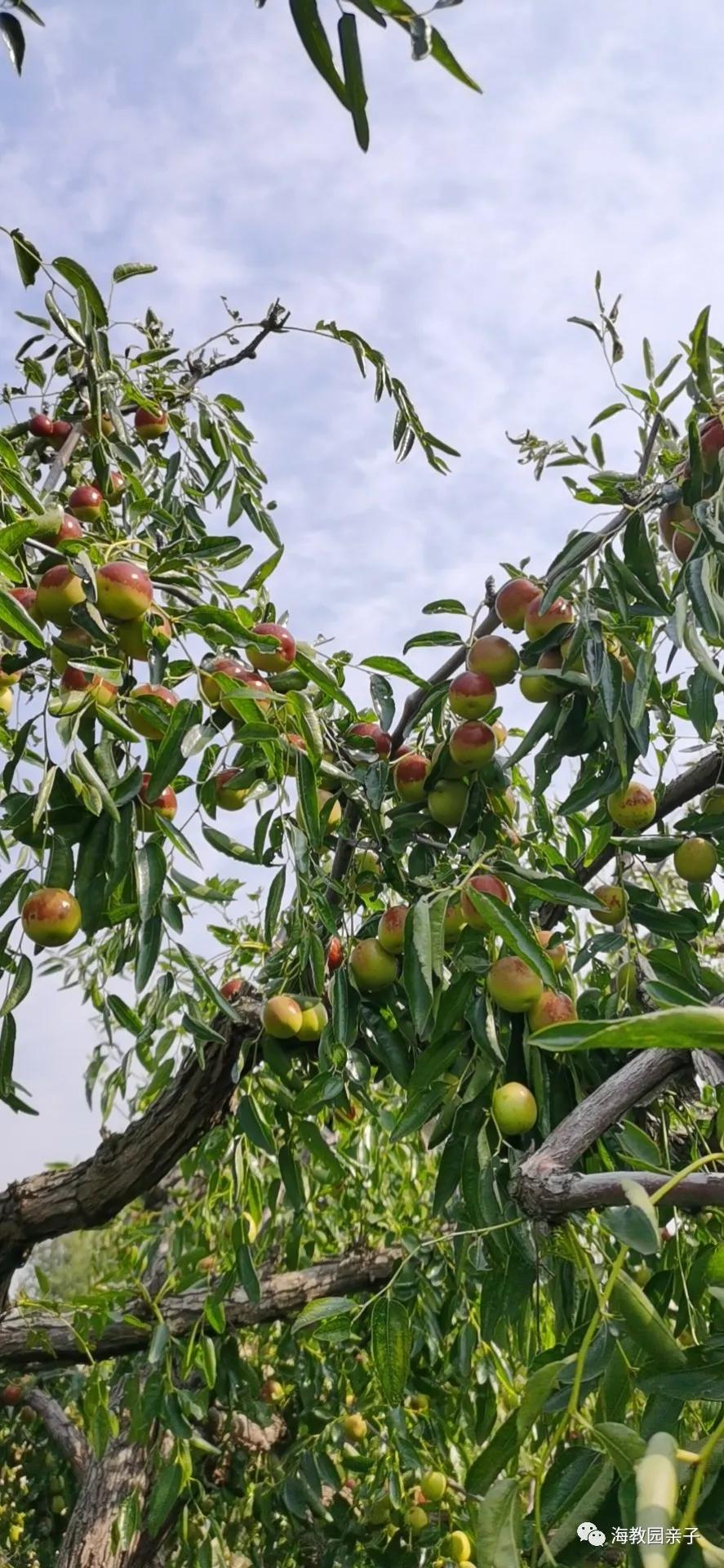 秋日好时光冬枣采摘,带着愉悦的心情踏上了冬枣采摘园