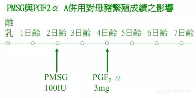 母猪为什么不哺乳,母猪为什么不奶小猪